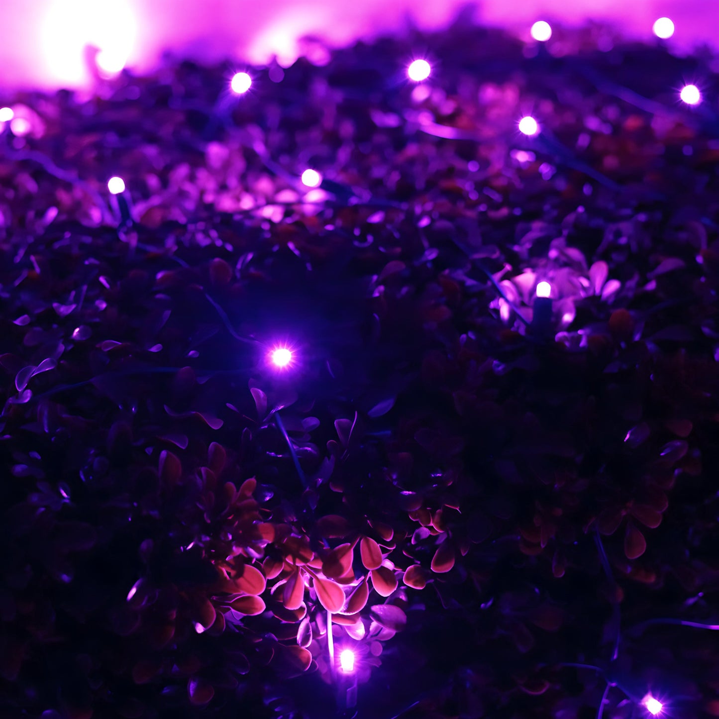 4’ x 6’ Purple 5mm LED Christmas Net Lights - Christmas Lights