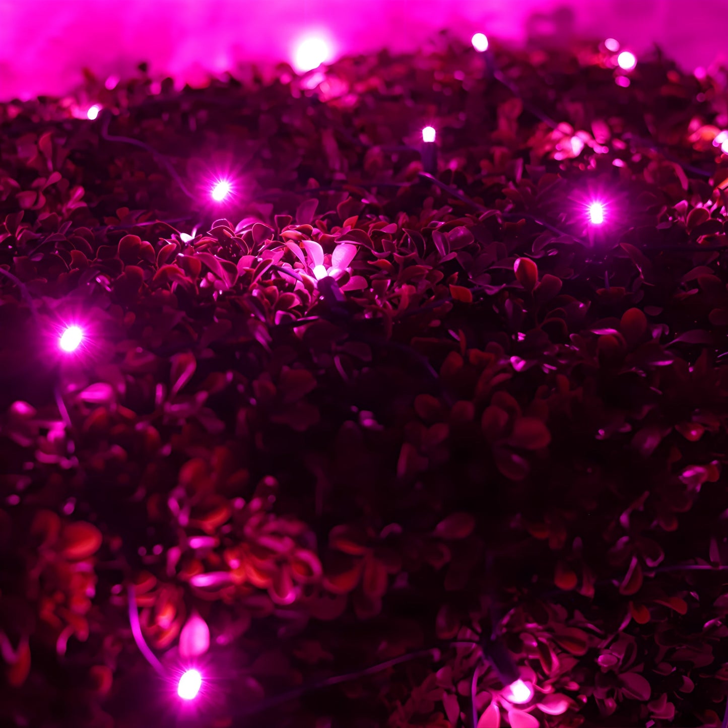 5mm 4’ x 6’ Pink LED Net Lights - Christmas Lights