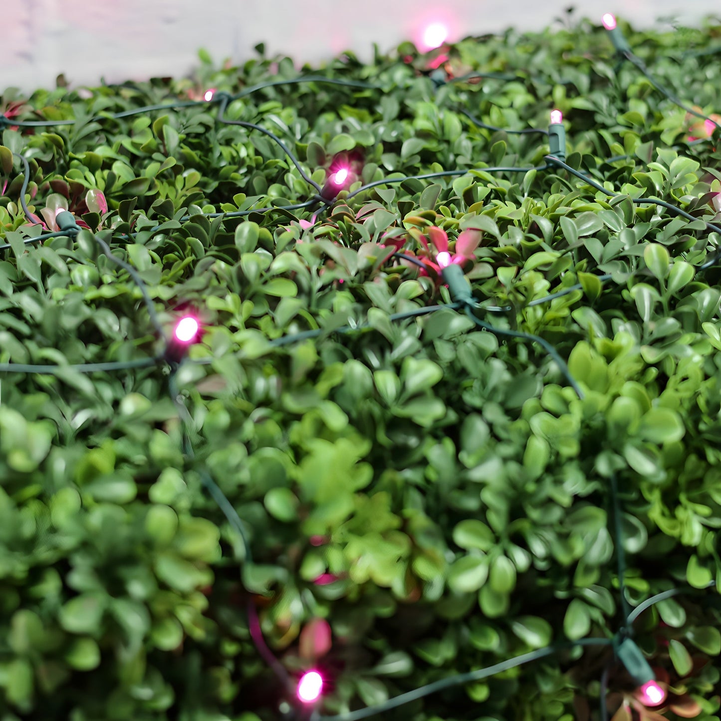 5mm 4’ x 6’ Pink LED Net Lights - Christmas Lights