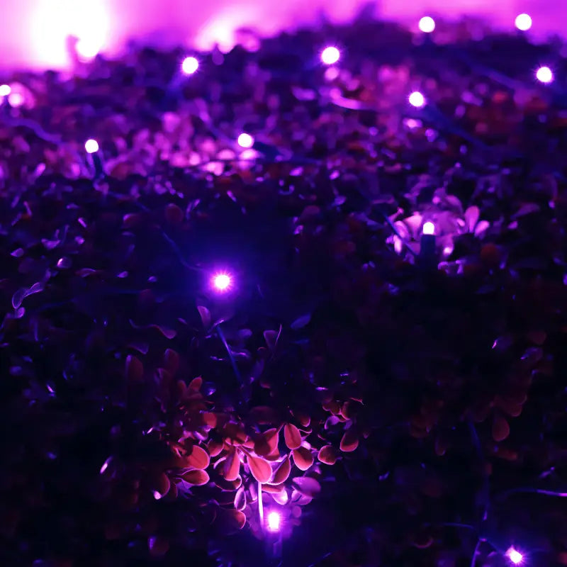 5mm 4’ x 6’ Purple LED Net Lights Christmas Lights