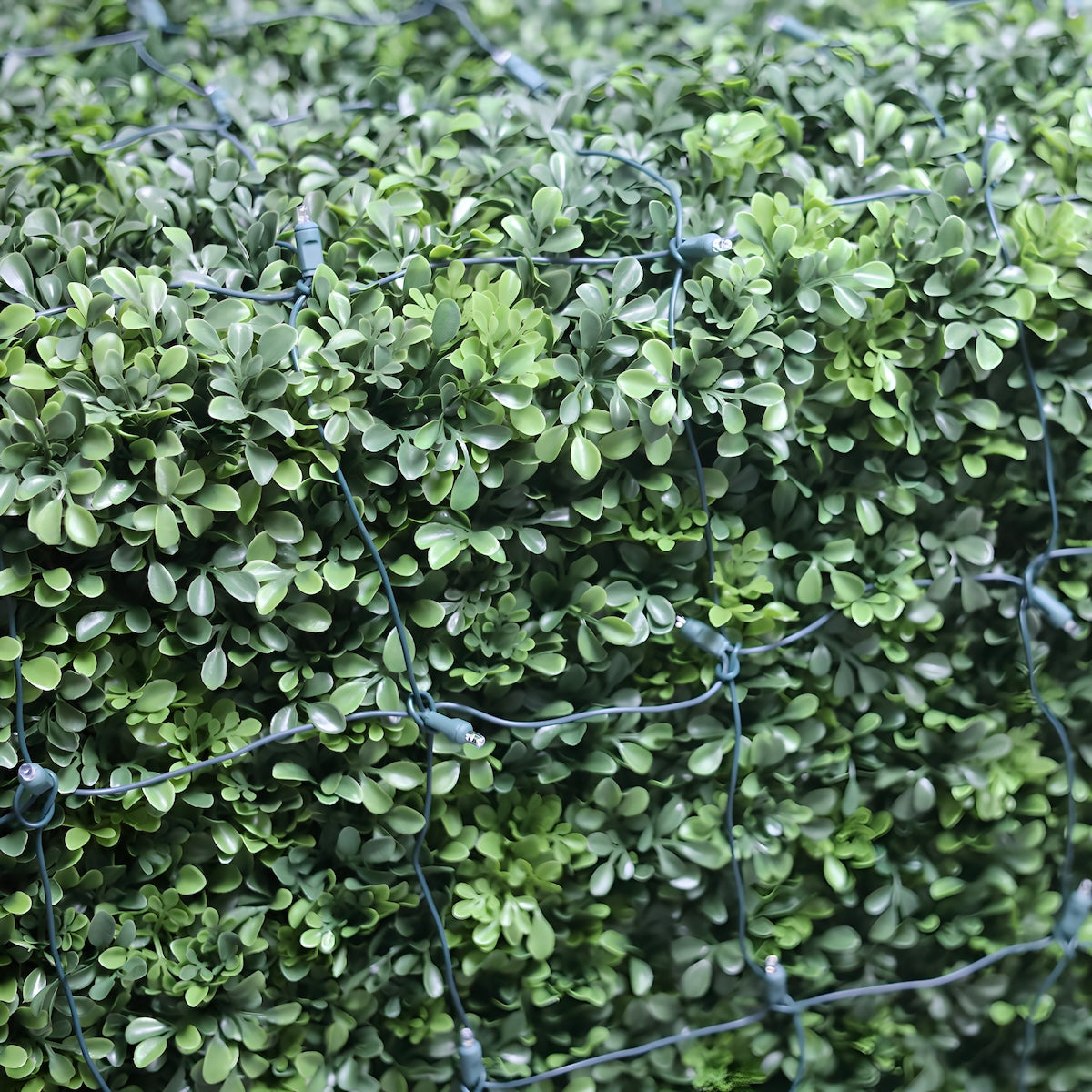 4’ x 6’ Champagne 5mm LED Smooth Fade DreamSpark Net Lights - Christmas Lights