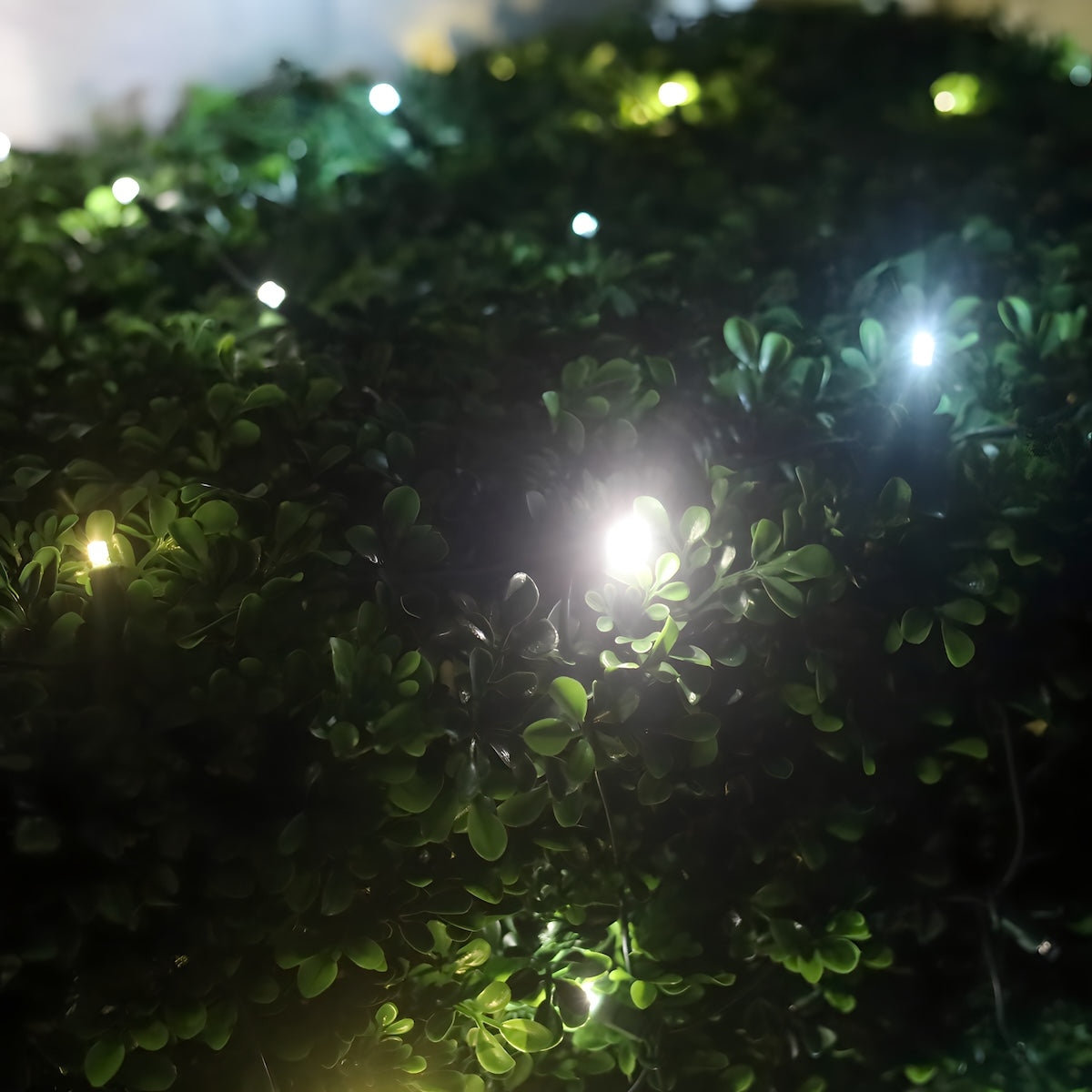 4’ x 6’ Champagne 5mm LED Smooth Fade DreamSpark Net Lights - Christmas Lights