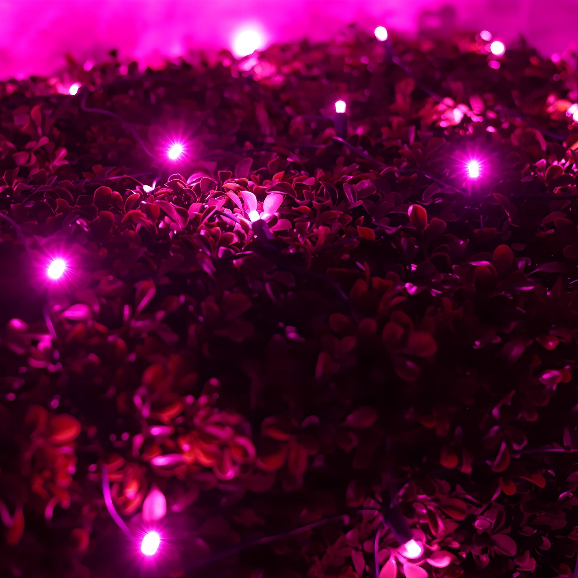 5mm 4’ x 6’ Pink LED Net Lights - Christmas Lights