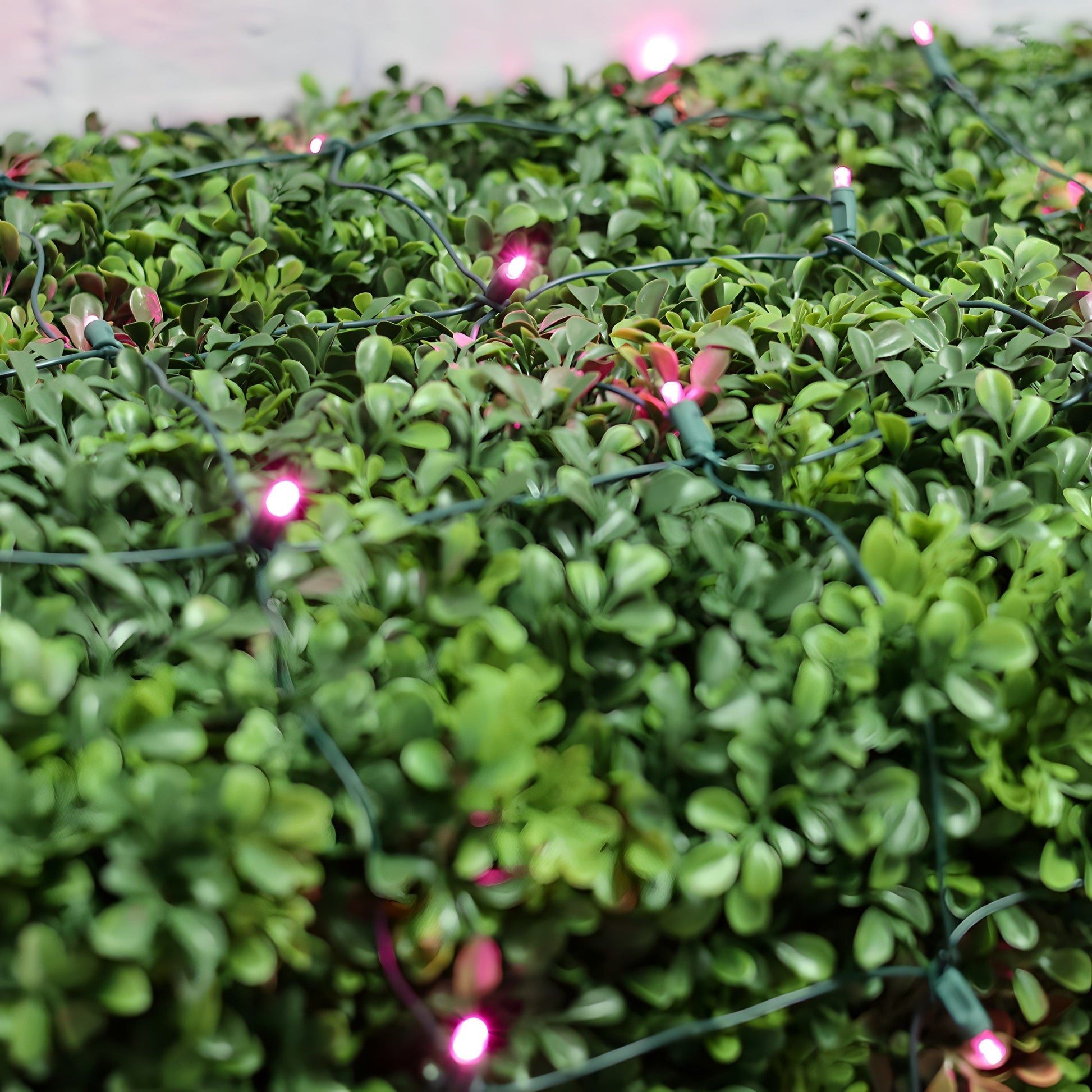 5mm 4’ x 6’ Pink LED Net Lights - Christmas Lights