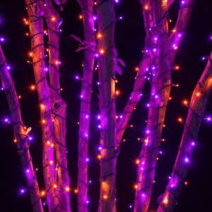 5mm Halloween Orange and Purple LED Christmas Lights, 70 Bulbs, 4" Spacing, Black Wire Christmas Lights Wintergreen Corporation