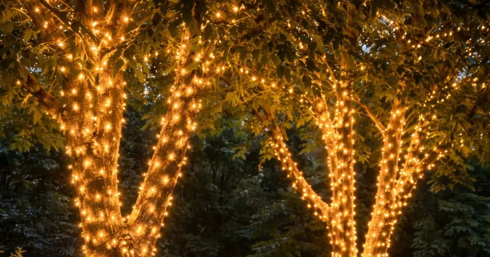 Warm white string lights wrapped around tree trunks and branches at dusk, creating an enchanting glow through golden foliage.