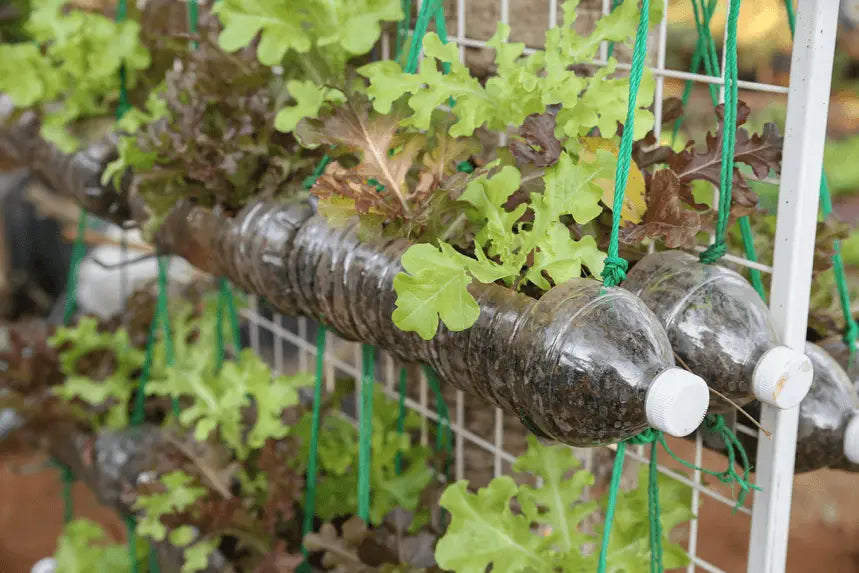 Patio Garden