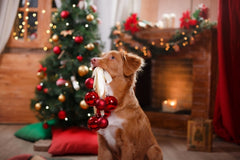 How to Have a Festive Christmas — Even Without Snow!