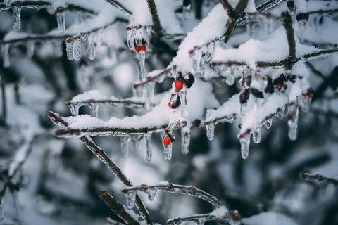 Popular Christmas Traditions and Their Origins — Part III