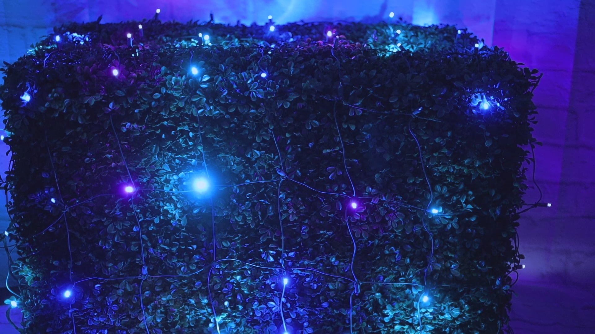 5mm 4' x 6' Stardust - Blue | Christmas Light Emporium – The