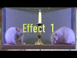 Roaches, Worms, Bugs & Mice, Projection Effect, USB Version