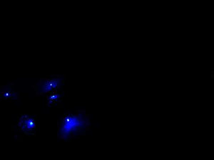 5mm LED Strobe Lights, SuperSpark, Cool White  Strobe Light String, 25 Bulbs, 15" Spacing